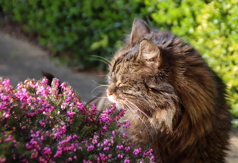 cat-sniffing-heather.jpg