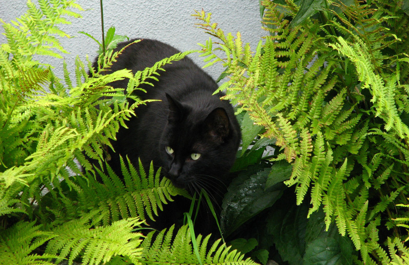 Are ferns discount poisonous for dogs