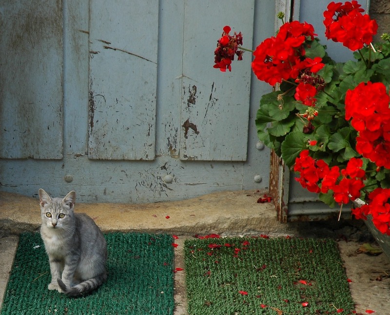 are geraniums poisonous to cats and dogs