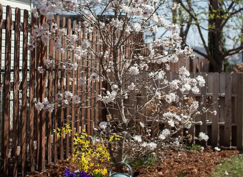 centennila-blush-magnolia-protected-by-tall-fence.jpg