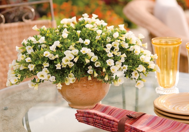 ceramic-container-of-superbells-white-calibrachoa-on-a-patio-table.jpg