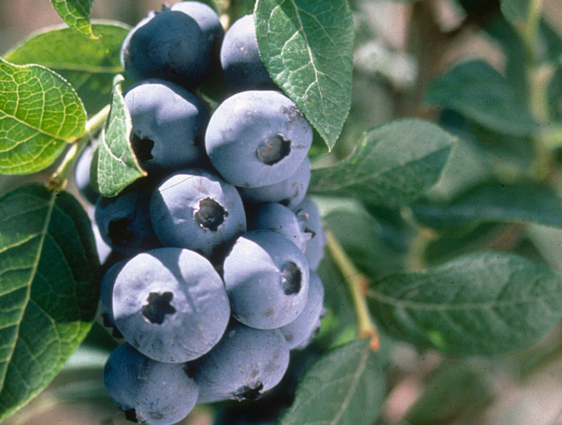 chandler-highbush-blueberry-berries-produces-larger-fruit-than-the-straight-species.jpg