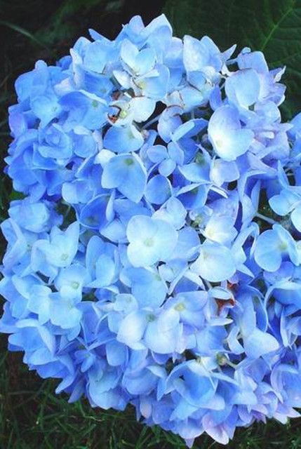 Changing Hydrangea Color to Blue