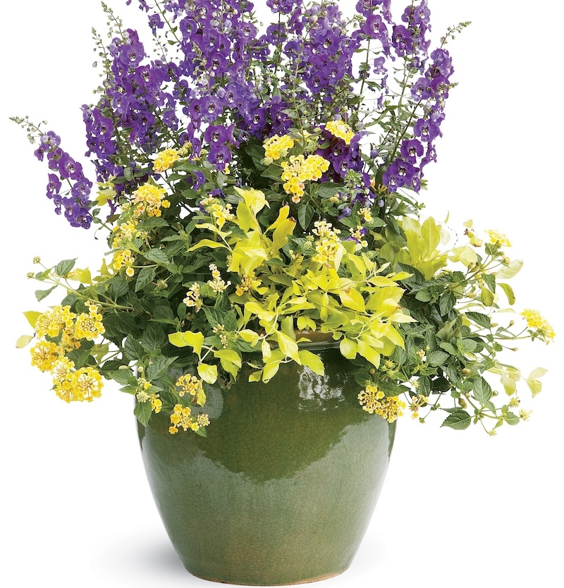 chardonnay-pearls-deutzia-with-luscious-citron-lantana-and-angelface-blue-snapdragon-in-a-glazed-pot.jpg