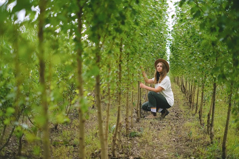 checking-row-of-trees.jpeg