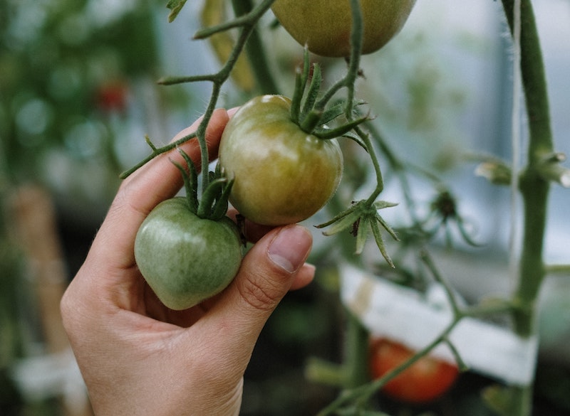 checking-tomatoes-for-harvest.jpg