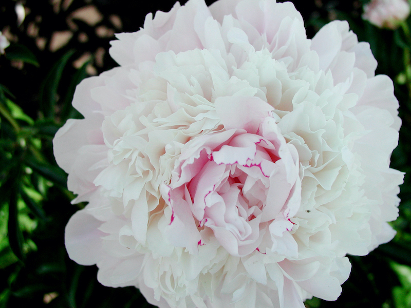 Peonies Aren't Blooming