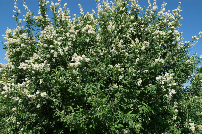 cheyenne-privet-in-bloom.jpg