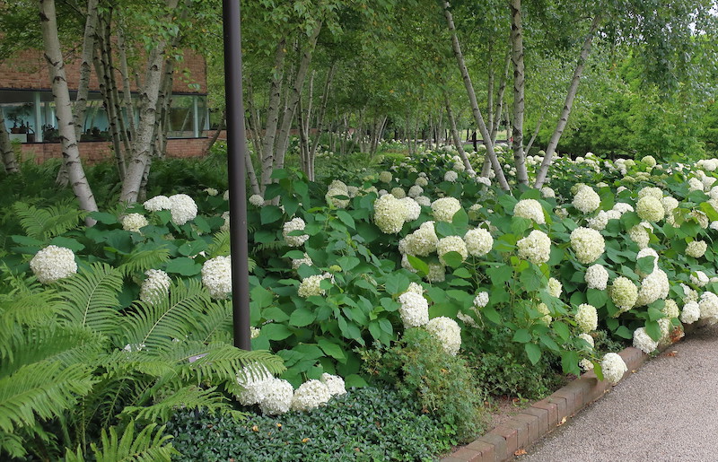 chicago-botanic-garden-featuring-betula-populifolia-whitespire-senior-hydrangea-arborescens-annabelle-matteuccia-struthiopteris-ostrich-fern-vinca-minor-alba-.jpg