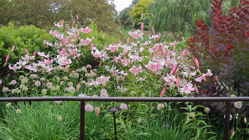 chicago-botanic-garden-featuring-lilium-anastasia-orienpet-hybrid-lily-allium-nutans-x-stellatum-cotinus-coggygria-royal-purple-smoke-tree.jpg