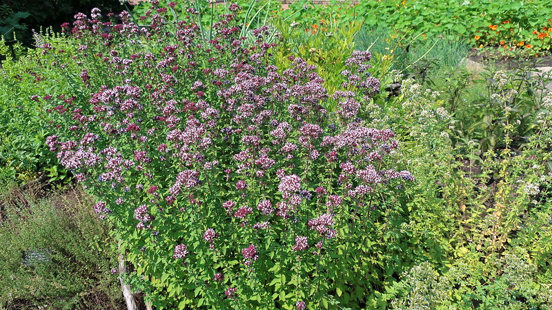 chicago-botanic-garden-featuring-origanum-vulgare-zorba-red-oregano-origanum-vulgare-ssp-hirtum-greek-oregano-tropaeolum-majus-jewel-mix-jpg.jpg