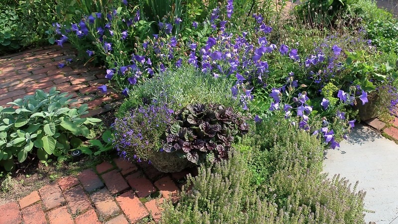 chicago-botanic-garden-featuring-salvia-officinalis-sage-platycodon-grandiflorus-zwerg-ajuga-black-scallop-lobelia-regatta-midnight-blue-thymus-citriodorus-lemon-thyme.jpg