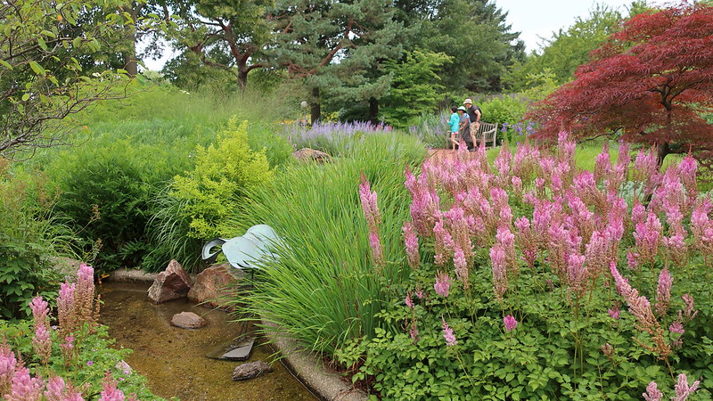 chicago-botanic-garden-planted-with-astilbe-chinensis-var-taquetii-superba-acer-palmatum-garnet-cut-leaf-japanese-maple-iris-sibirica-caesar-s-brother-.jpg