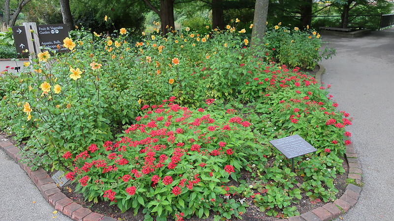 chicago-botanic-garden-with-pentas-butterfly-red-dahlia-e-z-duzzit-and-fragaria-x-ananassa-tristar-strawberry.jpg