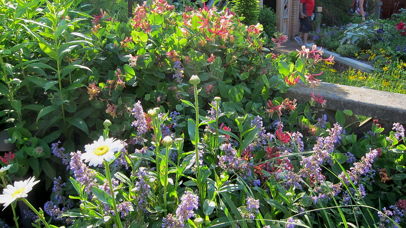 Companion Plants for Japanese Honeysuckle