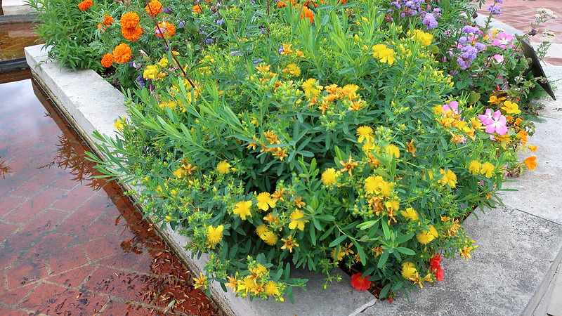 chicago-botanical-garden-featuring-velvet-st-johnswort-portulaca-rio-scarlet-tagetes-erecta-kees-orange-and-ageratum-everest-blue-.jpg