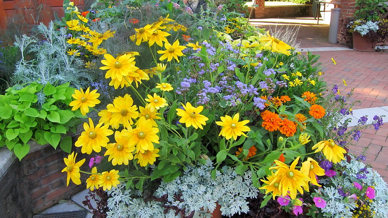 chicago-botannical-garden-container-with-rudbeckia-prairie-sun-zinnia-magellan-orange-ageratum-blue-horizon-angelonia-angelface-blue-improved.jpg