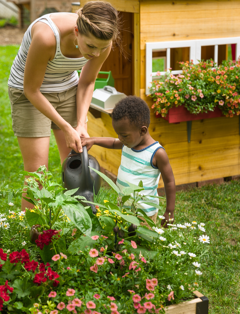 How to Water Geraniums  