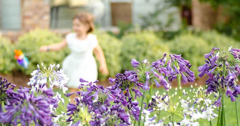 Are agapanthus deals poisonous to dogs