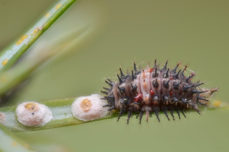 chilocorus-bipustulatus-larvae-on-juniperus-communis-with-its-food-scale-insects-probably-carulaspis-juniperi-.jpg