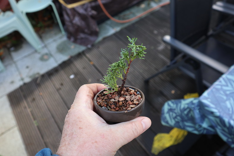 chinese-juniper-cutting-planted-in-small-pot.jpg