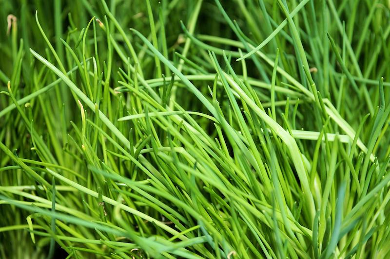 chives-foliage.jpg