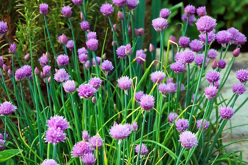 chives-in-bloom.jpg