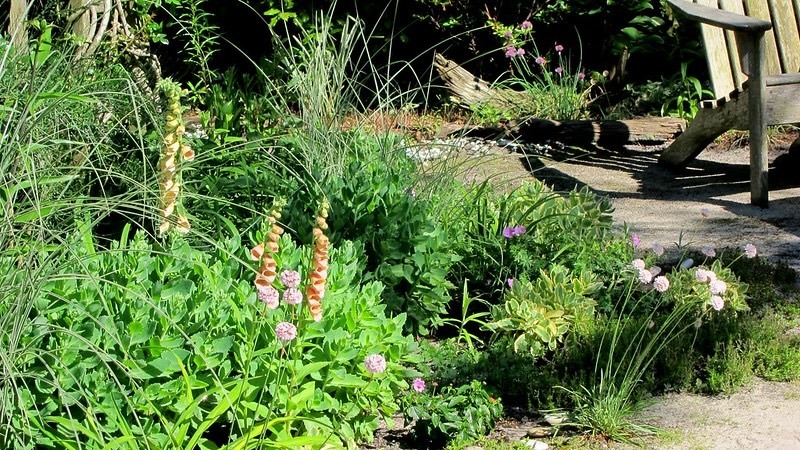 chives-planted-with-digitalis-x-polkadot-pandora-geranium-glenluce-and-armeria-welwitschii.jpg