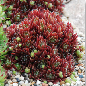 cinnamon-starburst-hens-and-chicks.png