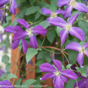 Clematis growing in shade