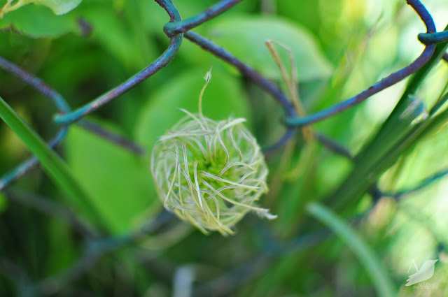 clematis-growing-on-chain-link-fence.jpg