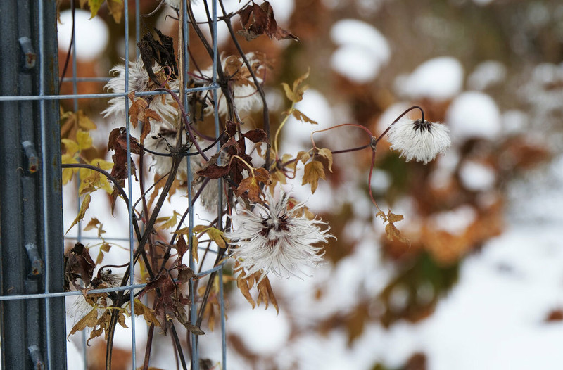 clematis-in-the-winter-covered-in-snow.jpg