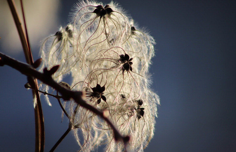 clematis-in-the-winter.jpg