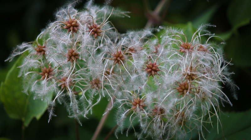 clematis-jackmanii-seed-pods.jpg