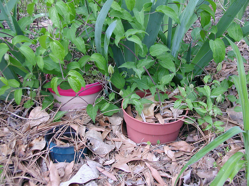 clematis-vine-weighted-down-in-a-pot-of-soil-to-propagate-by-layering.jpg