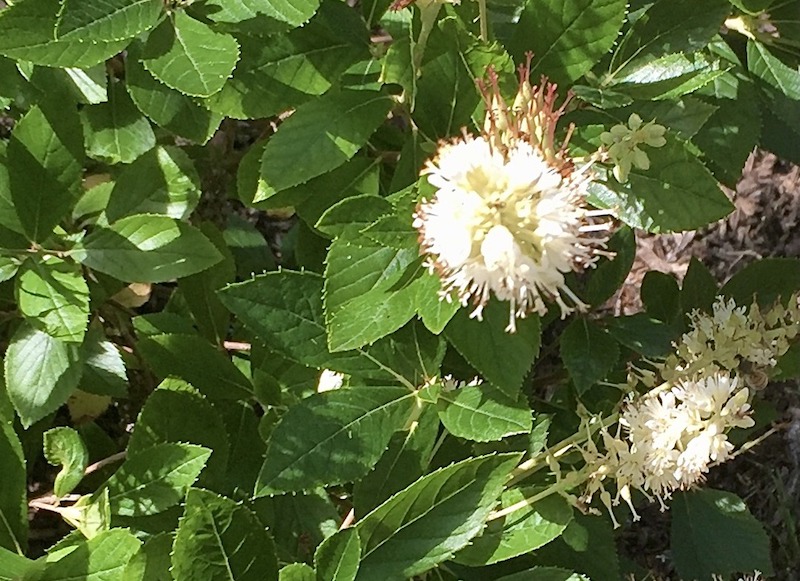 clethra-blooms.jpg