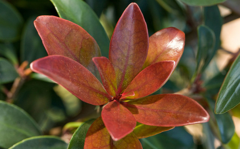 cleyera-foliage-turning-red-in-the-fall.jpg