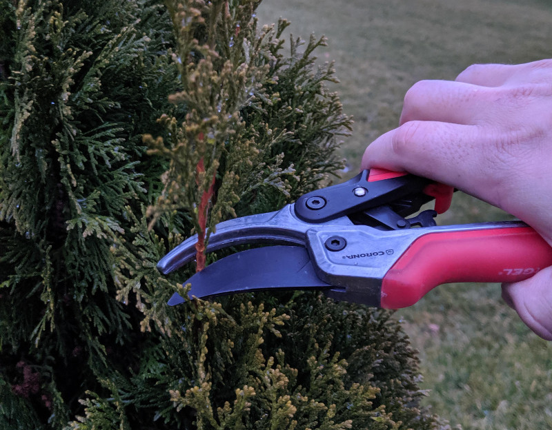 Best garden shears and secateurs for trimming grass, hedges and pruning  shrubs in 2023