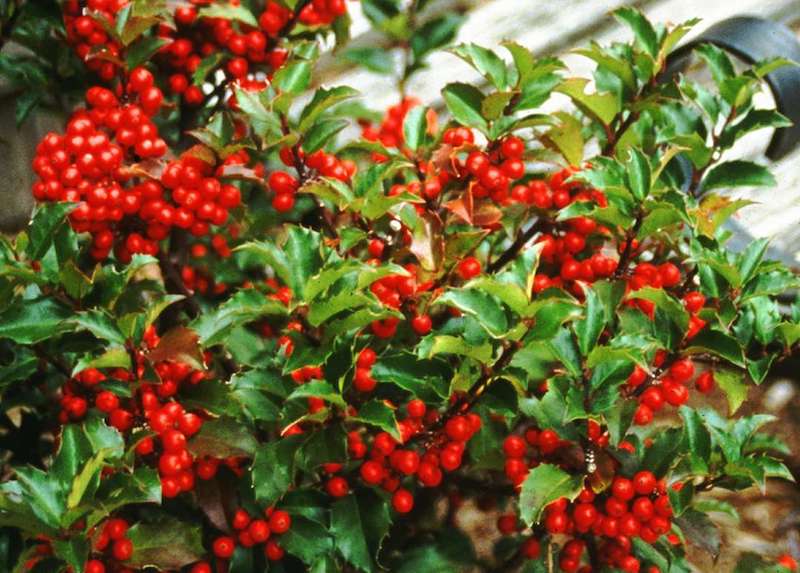 close-up-of-berries-on-ilex-x-meserveae-blue-princess.jpg