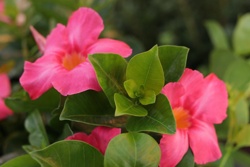 close-up-of-bombshell-coral-pink-flowers-and-foliage.jpg