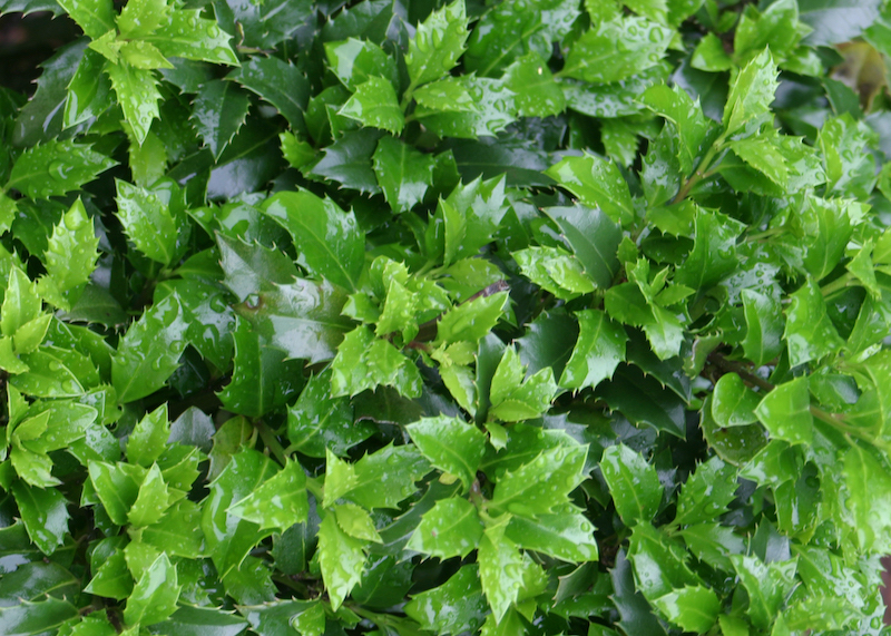 close-up-of-castle-wall-wet-foliage.jpg