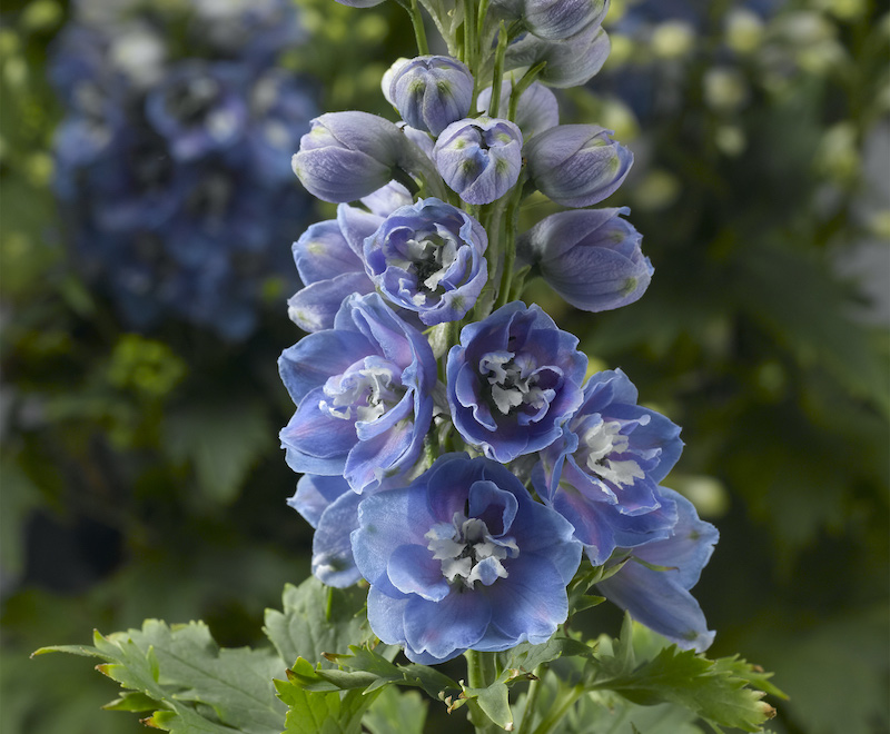 close-up-of-delphina-light-blue-white-bee-flowers.jpg