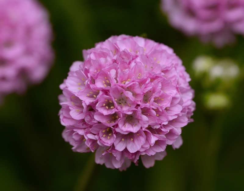 close-up-of-dreameria-sweet-dreams-armeria-bloom.jpg