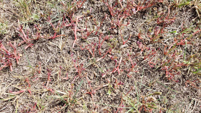 close-up-of-fading-sort-of-mowed-purslane-2.jpg