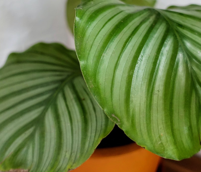 close-up-of-leaves-of-calathea-orbifolia.jpg