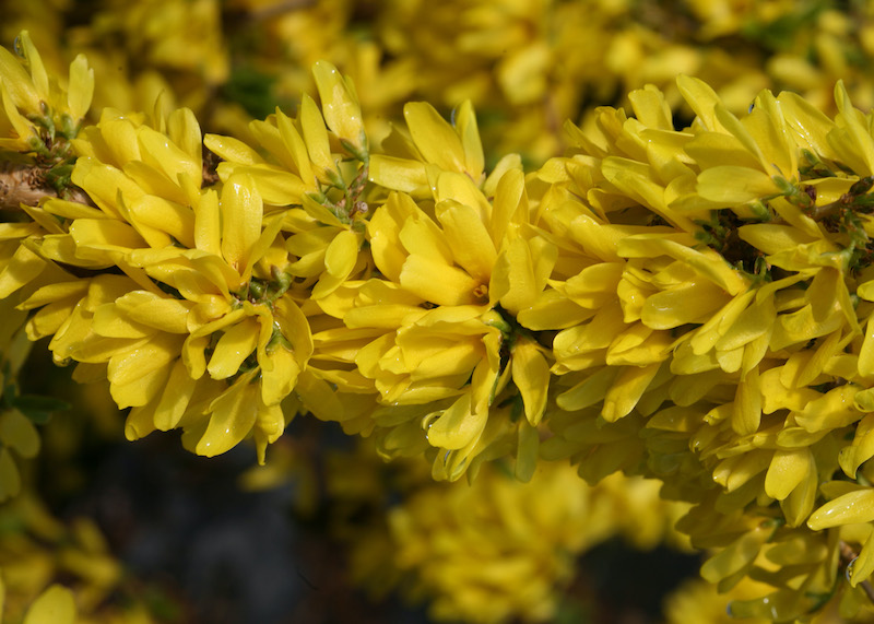 close-up-of-show-off-starlet-forsythia-blooms.jpg