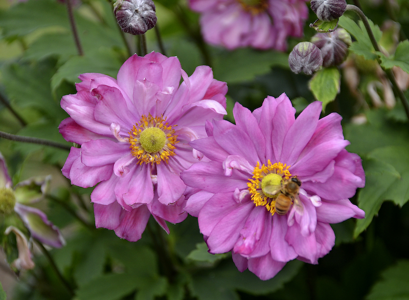 closeup-anemone-fall-in-love-sweetly.jpg