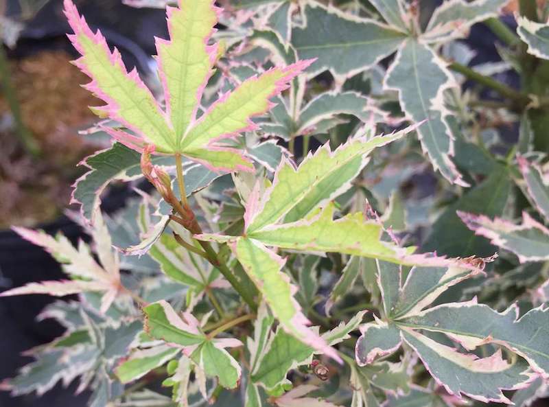 Japanese Maple Diseases Plant Addicts   Closeup Of Acer Palmatum Butterfly 