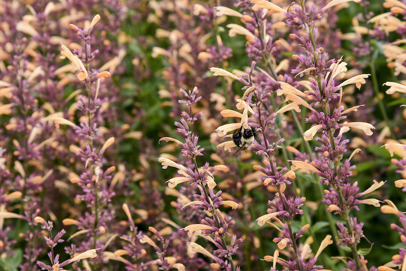 closeup-of-agastache-queen-nectarine-visiting-by-bee.jpg