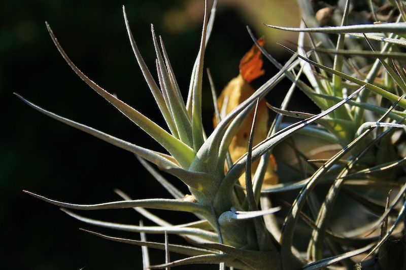 closeup-of-air-plant-leaves.jpg